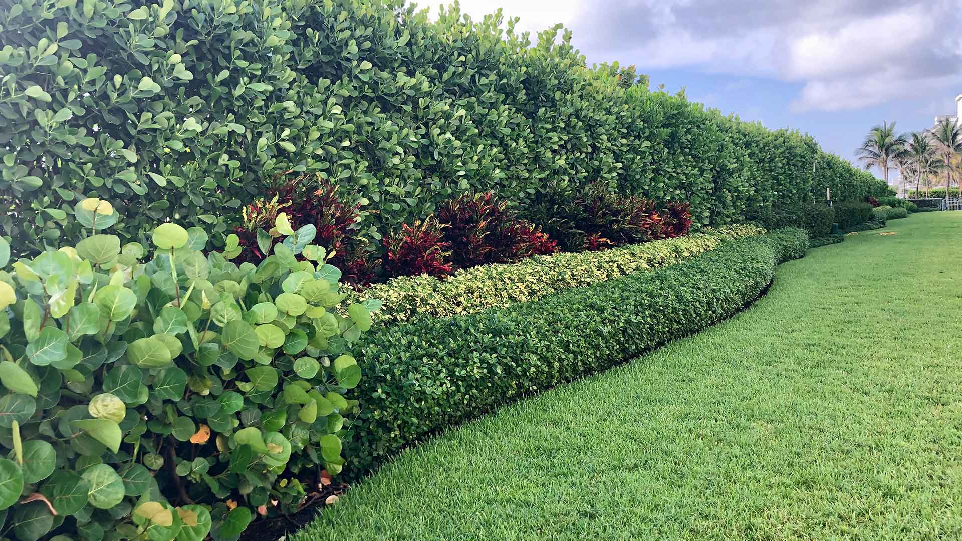 Landscape Trimming & Pruning in Palm Beach, Jupiter ...